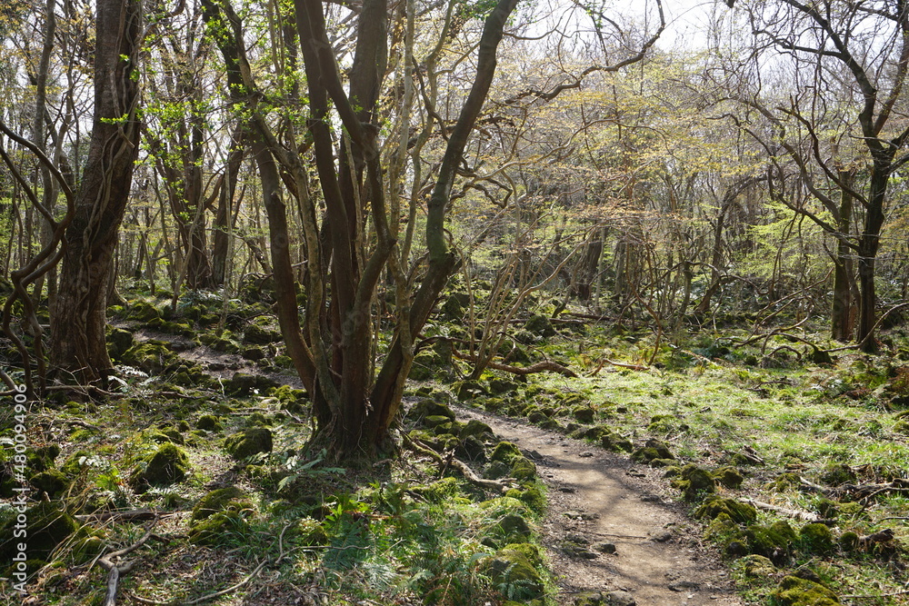 a refreshing forest in the sunlight