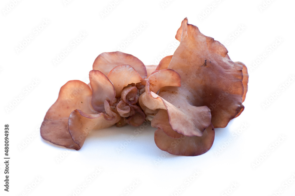 Jew's Ear Mushroom on a white background. Jew's Ear Mushroom on a white background.