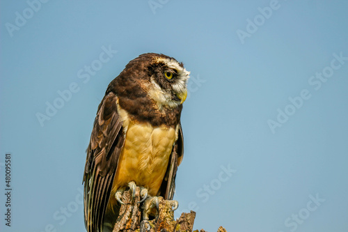 Brown White Feathers Spectacled Owl Close Up Looking 