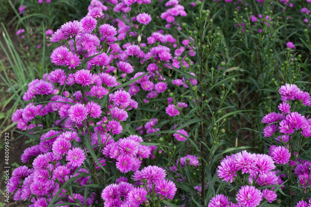 Bush of beautiful pink Aster Amellus flowers blooms in the garden.