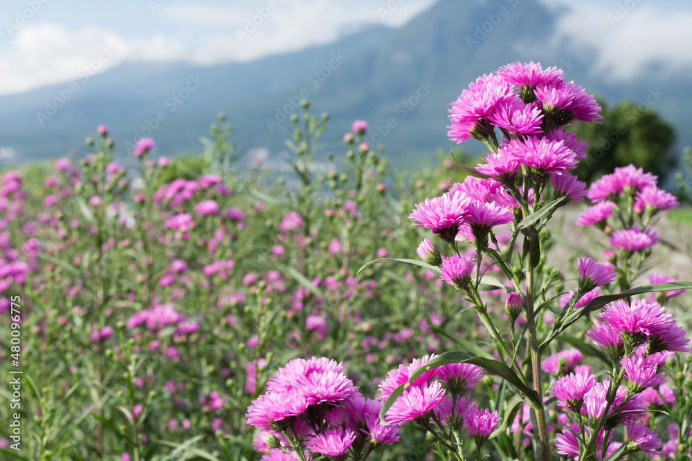 Obraz premium Farm field with Aster Amellus plants on the mountain, in rural.