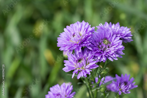 Beautiful blooming purple Aster Amellus on green leaves blurred background with copy space for text.