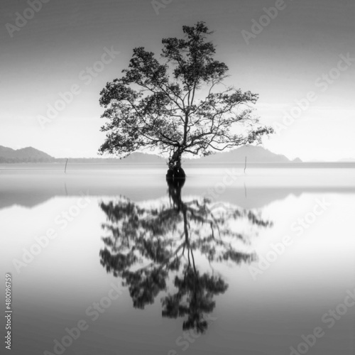 Beautiful scenery of a lone mangrove tree in black and white