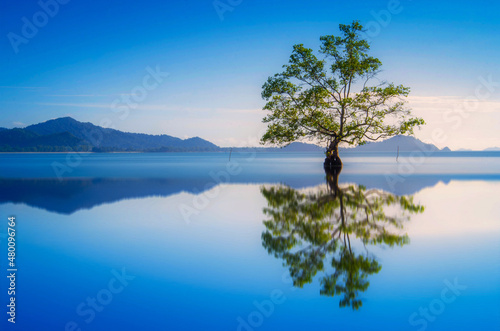 Beautiful scenery of a lone mangrove tree with reflections photo