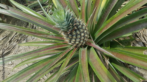 close up of pineapple