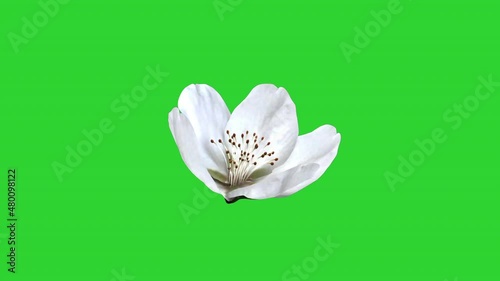 blooming white cherry blossom on a green background
