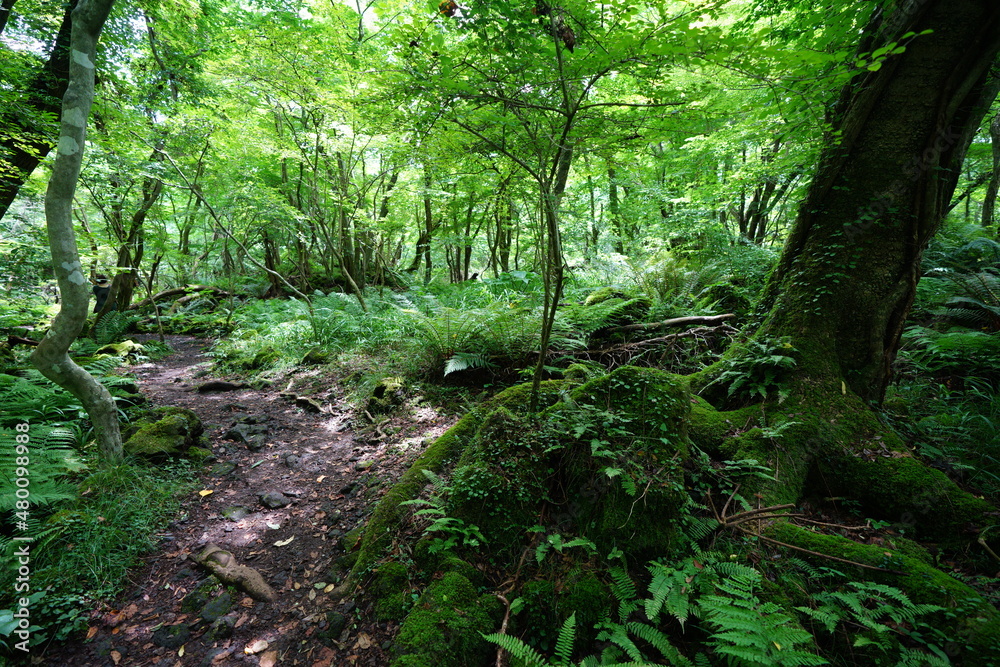 Fototapeta premium a lively summer forest in the sunlight