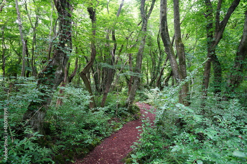 a thick wild forest with pathway