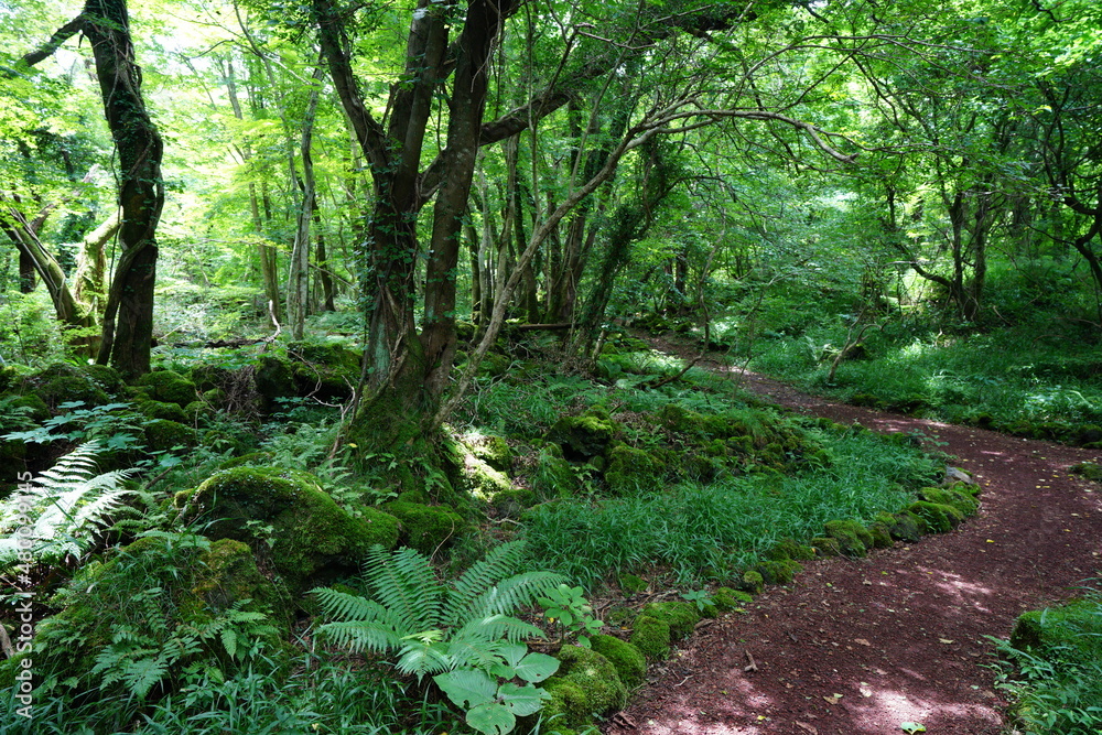Obraz premium a thick wild forest with pathway