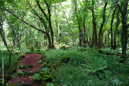 a thick wild forest with pathway