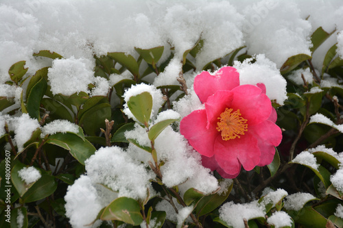 さざんか　雪 photo