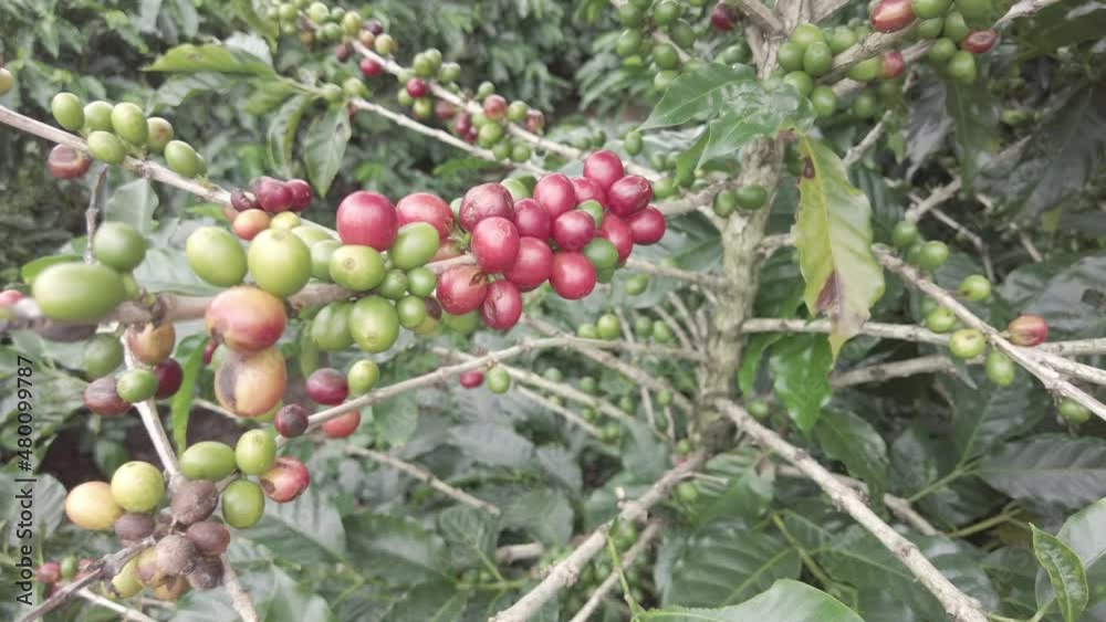 Slowly Zoom out shot of the fruits of the coffee plant in Costa Rica Slowly Zoom out shot of the fruits of the coffee plant in Costa Rica