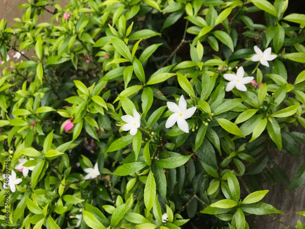 beautiful flower white with leaf green nature . background fresh natural beautiful flower white with leaf green nature . background fresh natural