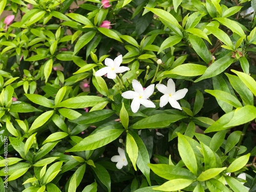 beautiful flower white with leaf green nature . background fresh natural