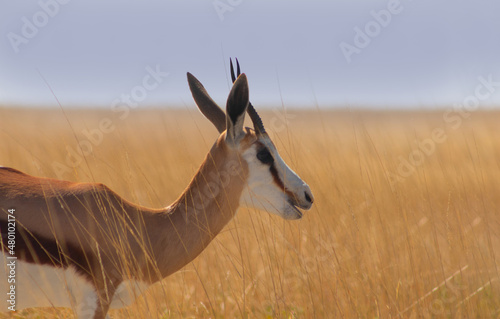 Fototapeta Naklejka Na Ścianę i Meble -  Wild african animals. The springbok (medium-sized antelope) in tall yellow grass. Etosha National park. Namibia