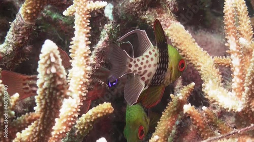 two pajama cardinalfish hidden in a staghorn coral during day, medium close-up shot photo