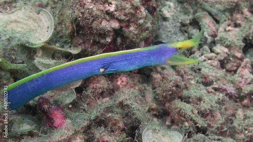 male ribbon eel watching out of its burrow, medium to close-up shot during day photo