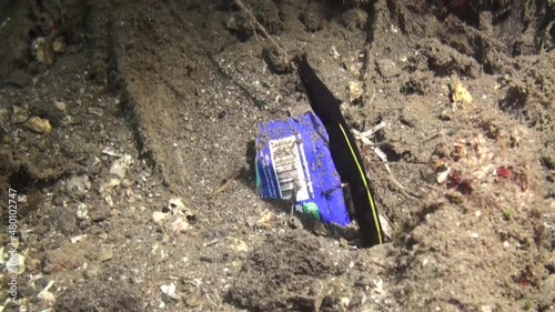 juvenile ribbon eel watching out of burrow next to a piece of plastic waste,  most likely chocolate packaging, medium shot during night photo