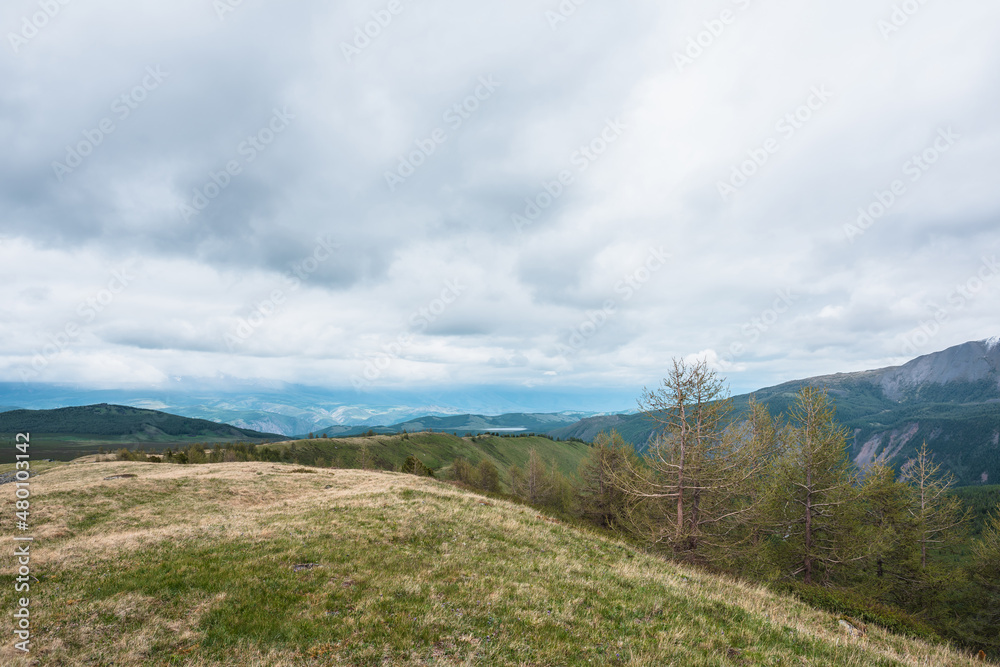 Dramatic landscape with coniferous trees on hillside with view to sunlit mountain vastness in rainy low clouds. Atmospheric top view to green mountain ridge under gray cloudy sky at changeable weather