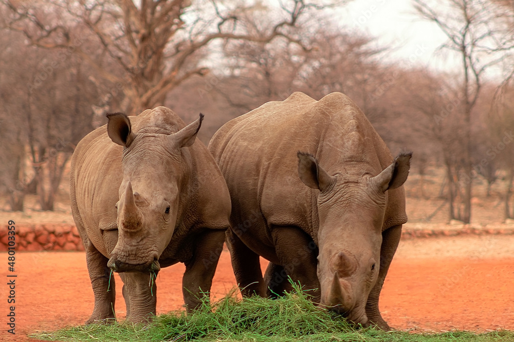 Obraz premium Wild african animals. Portrait of two bull white Rhinos eating grass in Etosha National park, Namibia.