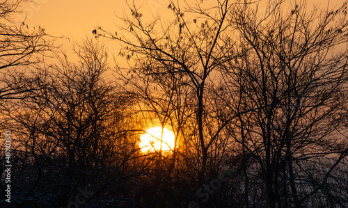 Sunrise. The sun rises through the branches of the trees. Winter sunrise.