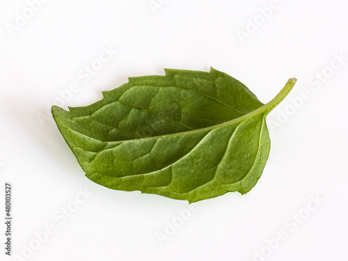 Peppermint leaf isolated on white background