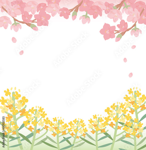 Cherry blossoms_Rape blossoms