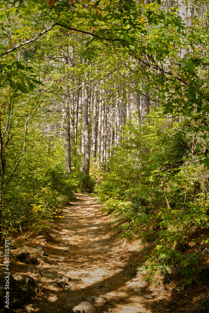 A path in a pine forest. Sunny autumn day in the forest. An empty path without people. Vertical composition, slender trunks, fallen brown needles. Natural background, hiking concept, ecotourism A path in a pine forest. Sunny autumn day in the forest. An empty path without people. Vertical composition, slender trunks, fallen brown needles. Natural background, hiking concept, ecotourism