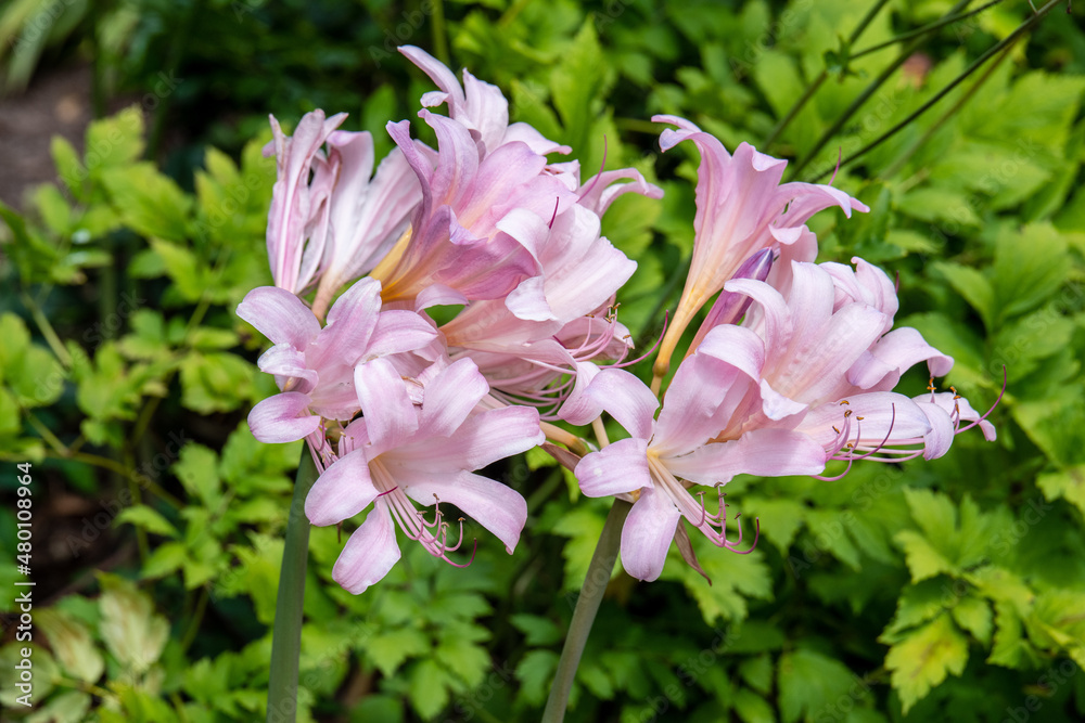 Fototapeta premium pink flowers