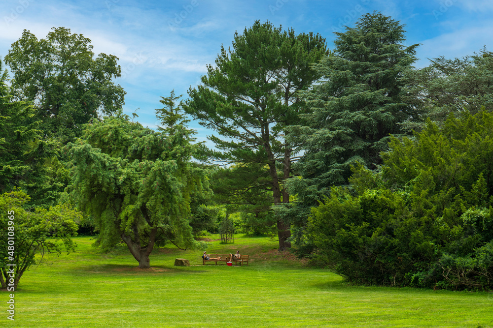 Fototapeta premium trees in the park
