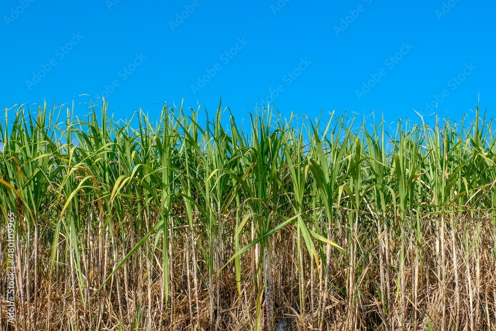 Cane landscape on a blue background Cane landscape on a blue background