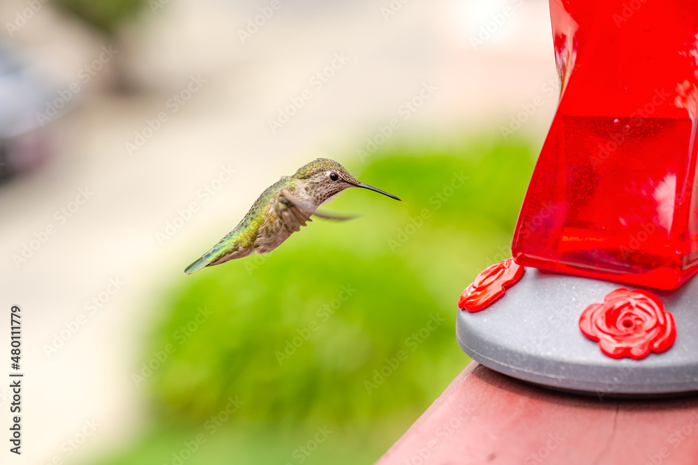 Fototapeta premium Hummingbird flies to the feeder with nectar. Wildlife photography.
