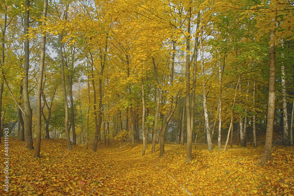 Obraz premium autumn forest in the Świętokrzyskie Mountains