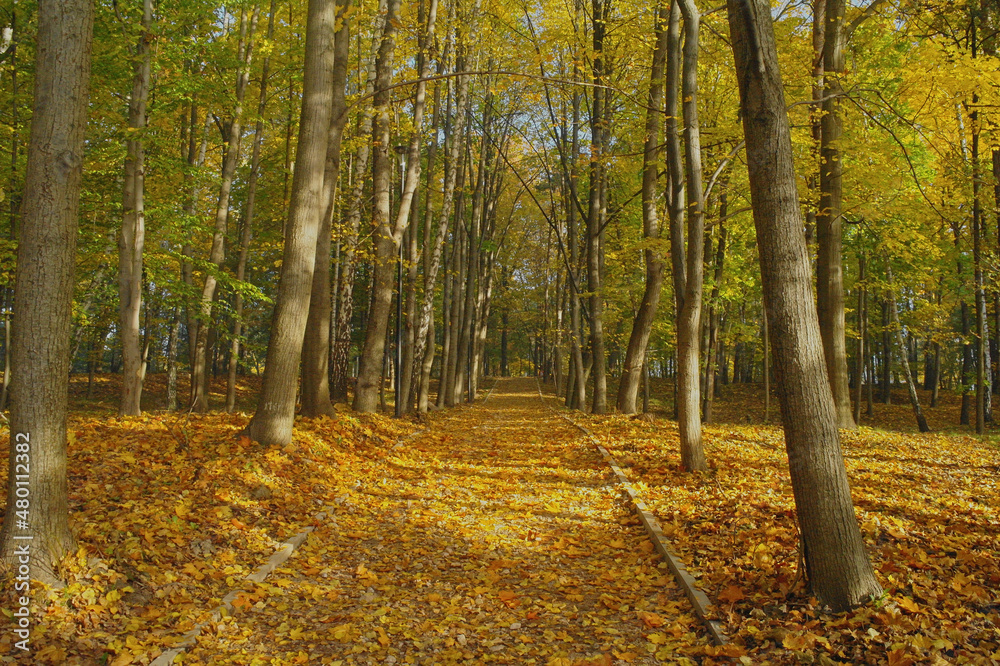 autumn forest in the Świętokrzyskie Mountains autumn forest in the Świętokrzyskie Mountains