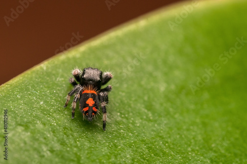 Jumping spider on a leaf photo