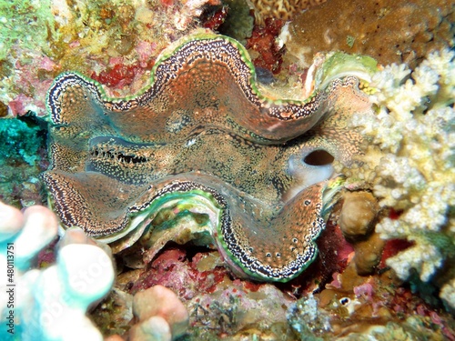 Red sea giant clam