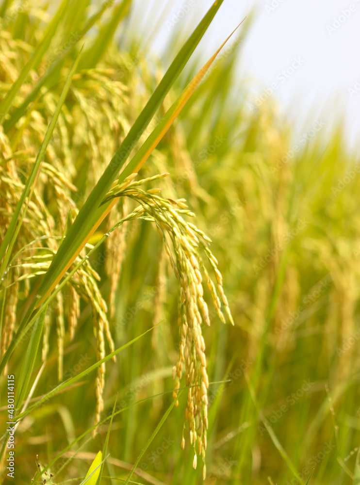 natural rice field natural rice field