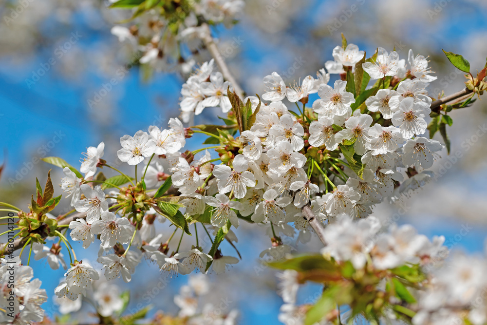 Blühender Kirsche, Prunus avium, im Frühling