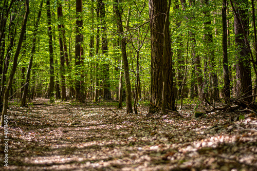 Green lush foliage in spring. Fresh leaves in a decidous woodland in Warsaw, Poland. Old withered plants on the trail. Selective focus on the details, blurred background.