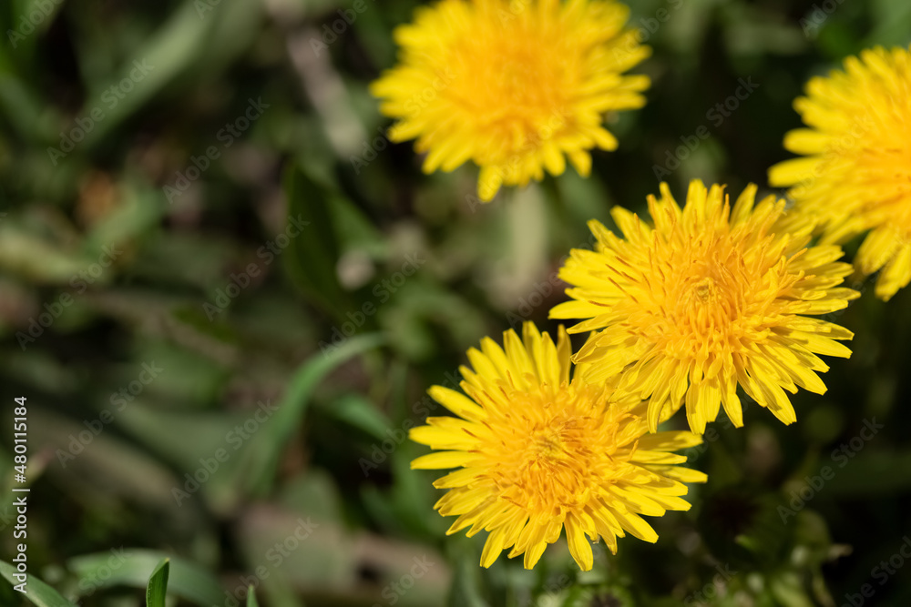 Fresh yellow dandelions in bright spring sun, natural natural background with copy space Fresh yellow dandelions in bright spring sun, natural natural background with copy space