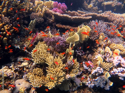 Beautiful colorful hard corals of the red sea and fish © Ayman