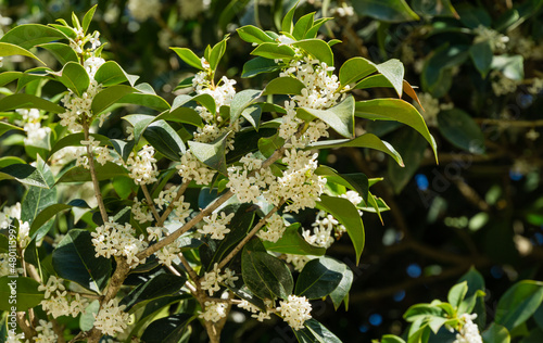 Fototapeta Naklejka Na Ścianę i Meble -  Osmanthus fragrans (sweet or fragrant olive) blossom in autumn public landscape city park Krasnodar or Galitsky park. Close-up of small and delicate white flowers. Selective focus