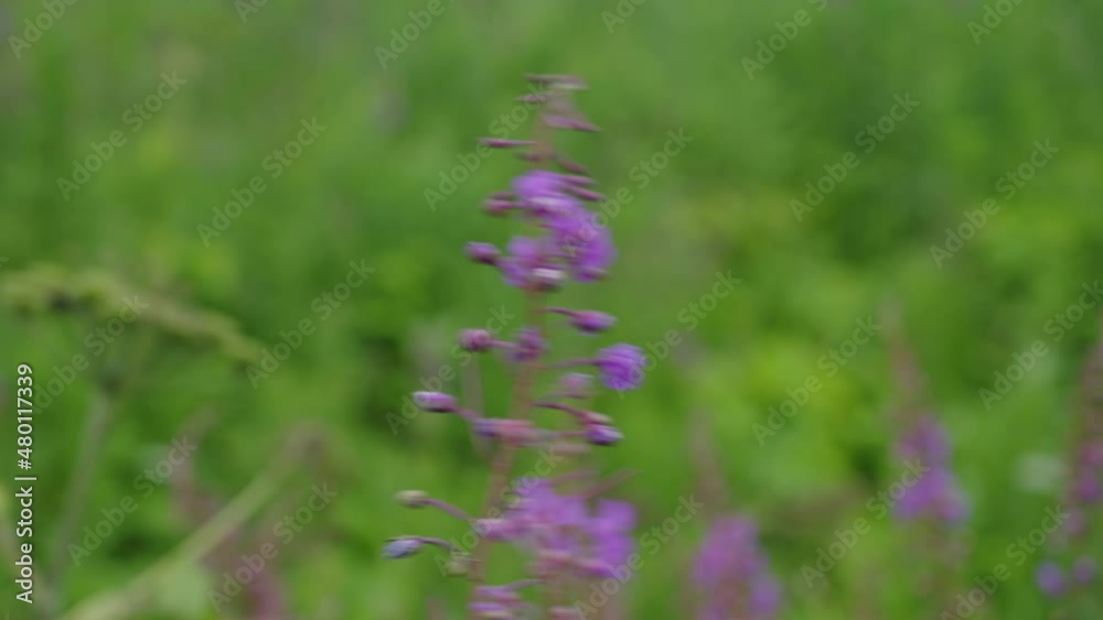 Close up Purple fireweed flower blowing in the wind on green field, Scenic Nature Close up Purple fireweed flower blowing in the wind on green field, Scenic Nature