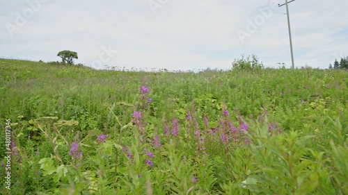 Green field wildflowers on cloudy day, Natural landscape, purple Fireweed meadow photo