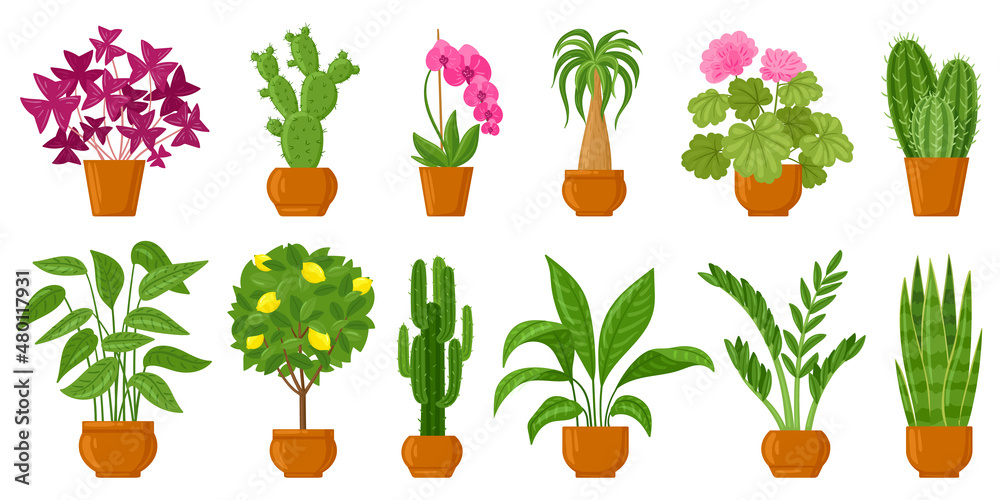 Cartoon potted plants, home and garden flowers in pots. Botanical flower  pots, interior plants decor vector illustration set. Flowers and plants in  pots Stock Vector | Adobe Stock