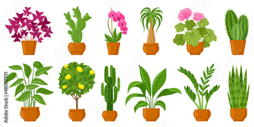 Cartoon potted plants, home and garden flowers in pots. Botanical flower pots, interior plants decor vector illustration set. Flowers and plants in pots