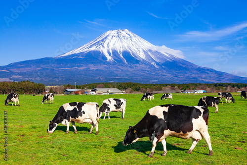 富士山と放牧された牛たち 静岡県富士宮市朝霧高原にて
