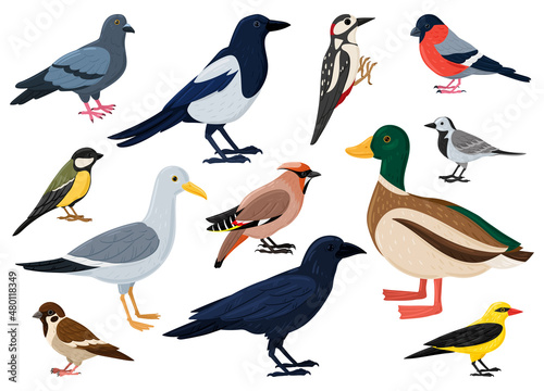 Cartoon city birds, sparrow, tit, pigeon and crow. European colorful birds, winged flying animals characters vector illustration set. Cute city birds