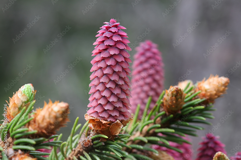 Norway spruce, also called European spruce, erect red female inflorescences, commonly called cones Norway spruce, also called European spruce, erect red female inflorescences, commonly called cones
