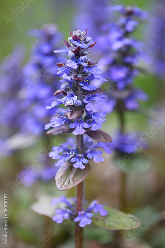 Blue bugle, also known as bugleherb, creeping bugleweed or carpetweed